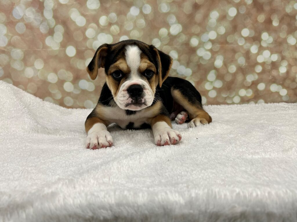 Beabull 3/4 Dog Male Black Tan / White 4682 Petland Cleveland