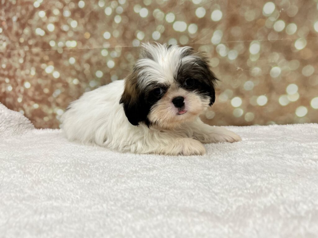 Shih Tzu Dog Male Brindle / White 4685 Petland Cleveland