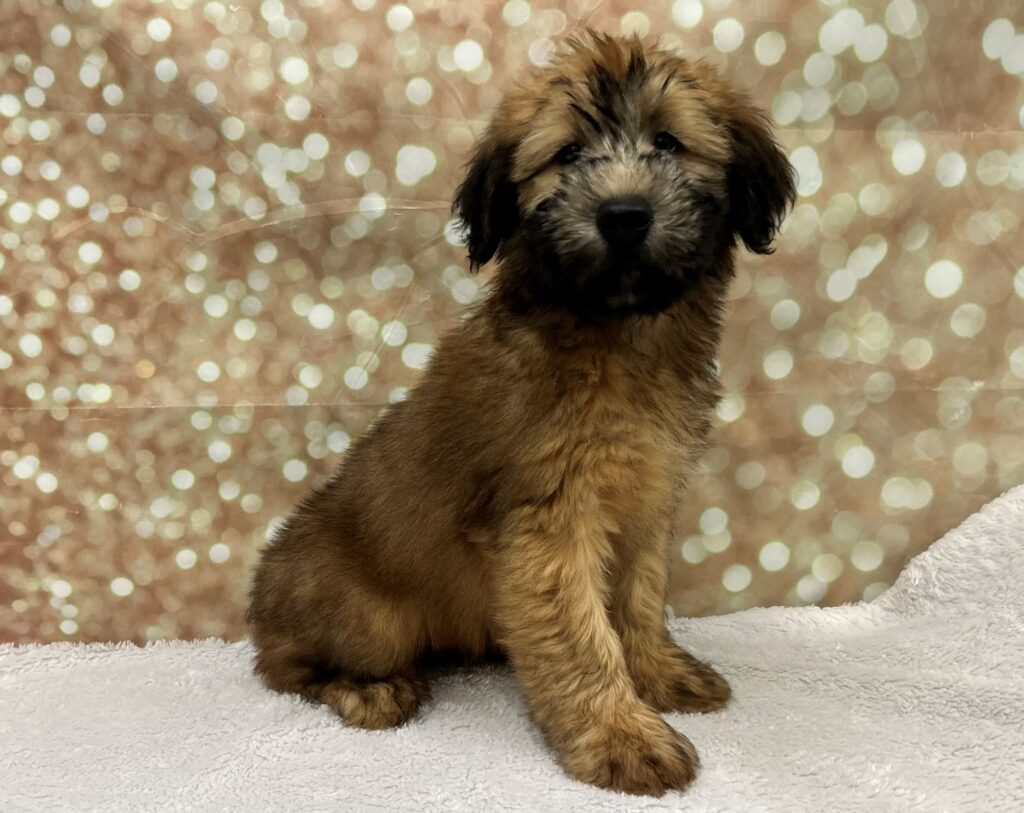 Soft Coated Wheaten Terrier Dog Male Wheaten 4686 Petland Cleveland