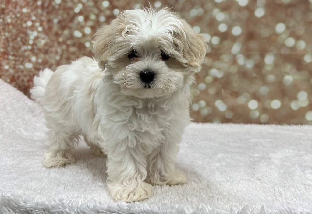Maltese-Dog-Male---Petland Cleveland