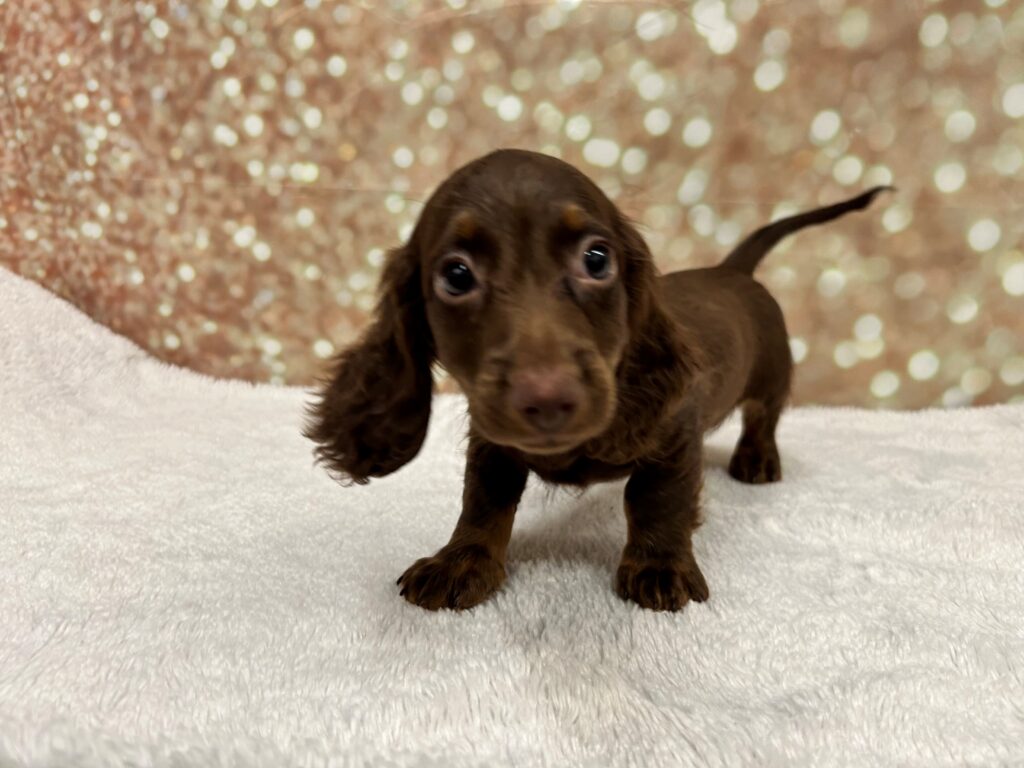 Dachshund Dog Male Chocolate / Tan 4693 Petland Cleveland