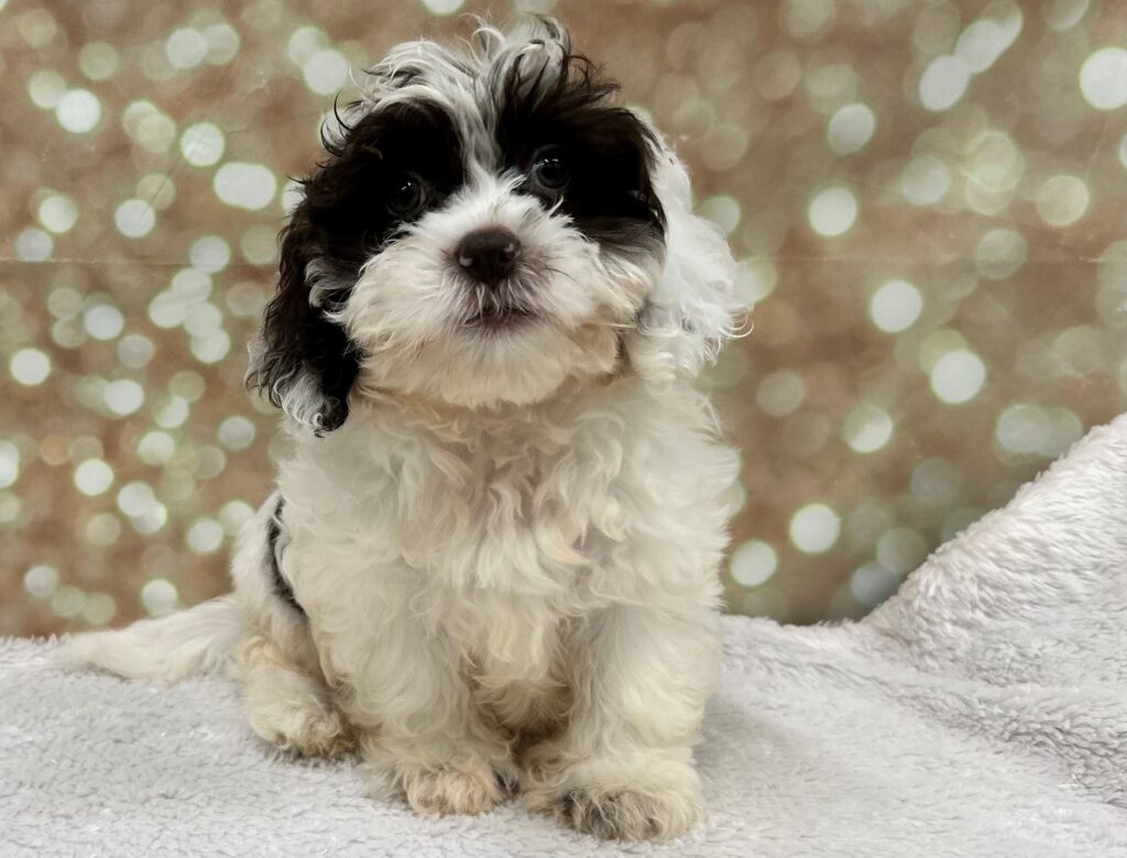 ShihPoo Dog Male Chocolate / White 4696 Petland Cleveland