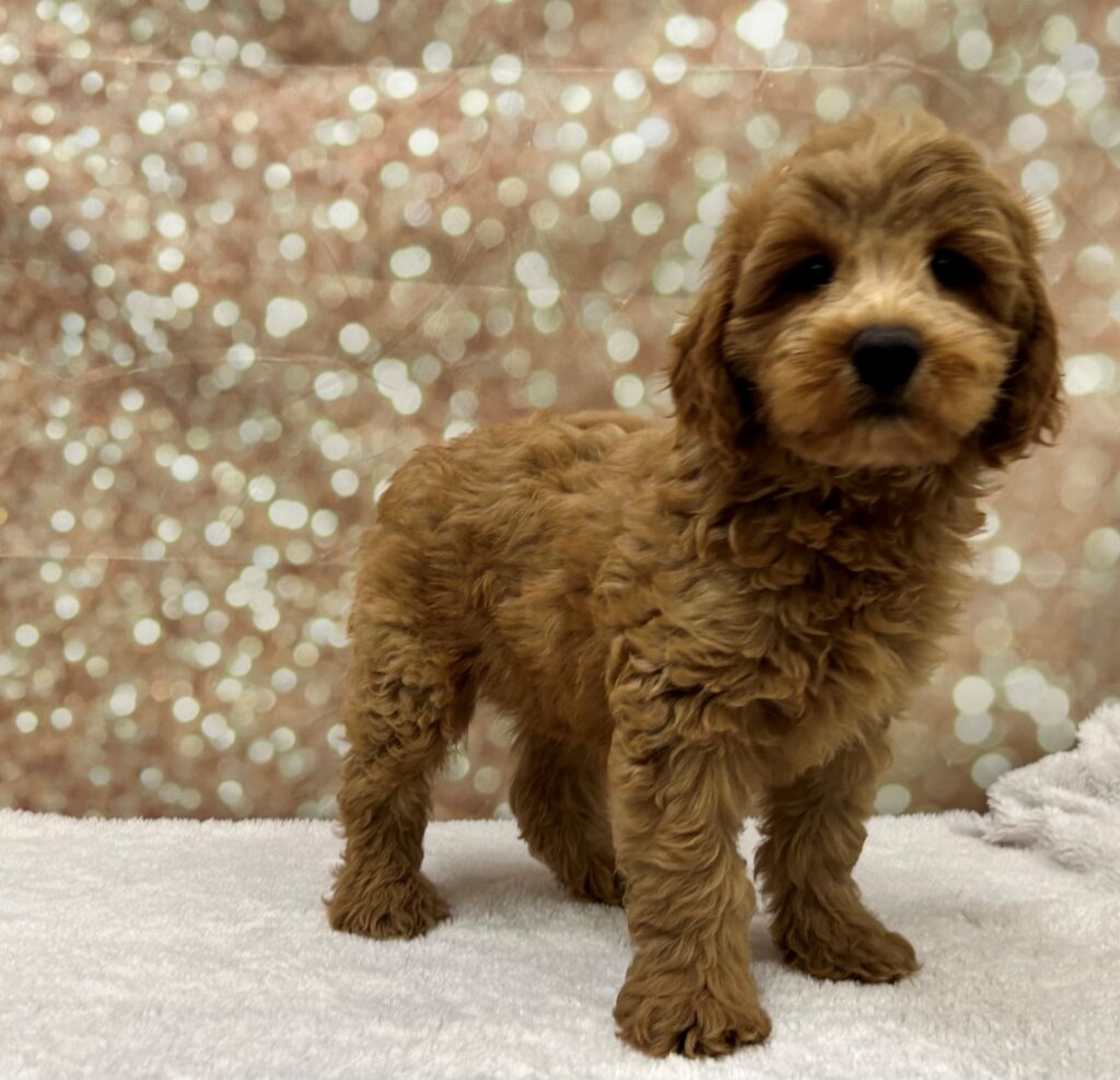 Goldendoodle 2nd Gen Dog Male Red 4698 Petland Cleveland