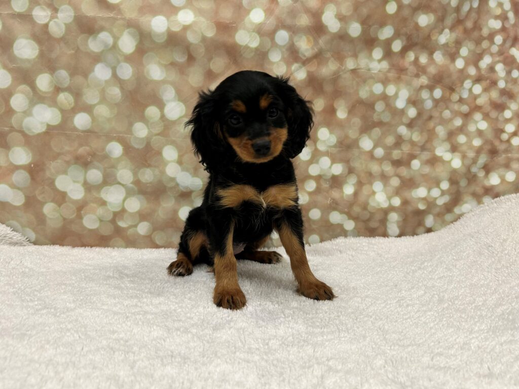 Cavapoo Dog Female Black / Tan 4701 Petland Cleveland