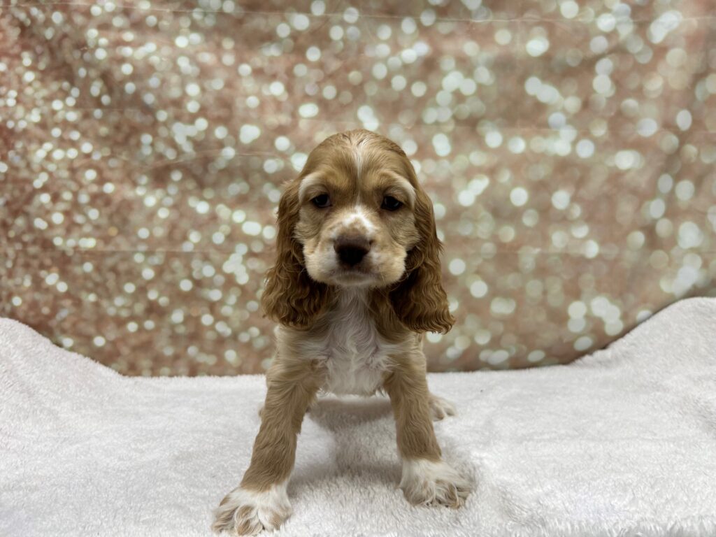 Cocker Spaniel-Dog-Male---Petland Cleveland