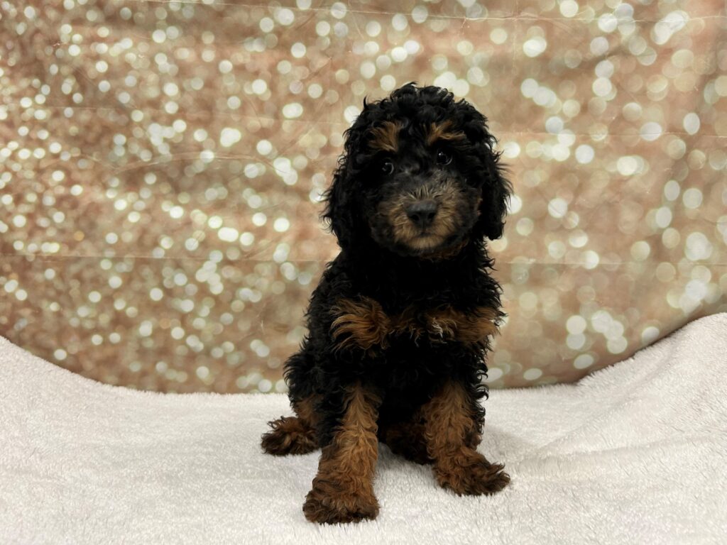 Bernedoodle Mini Dog Male Black Rust / White 4708 Petland Cleveland