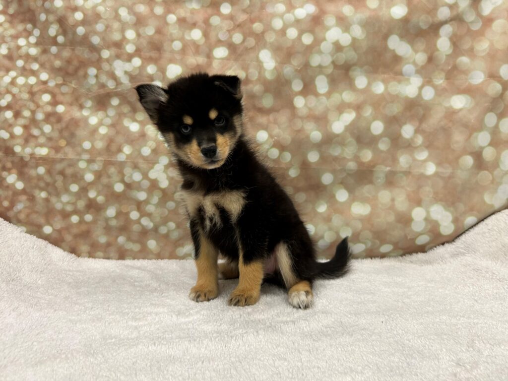 Pomsky-Dog-Female---Petland Cleveland
