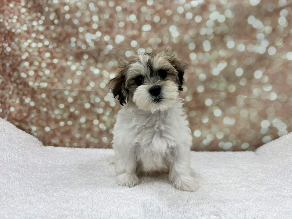 Havanese Dog Male Black Brindle 4711 Petland Cleveland