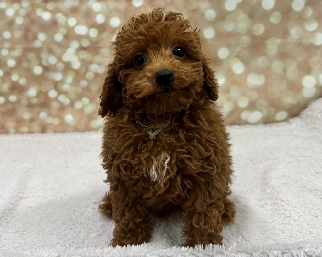 Poodle Mini Dog Male Red 4714 Petland Cleveland