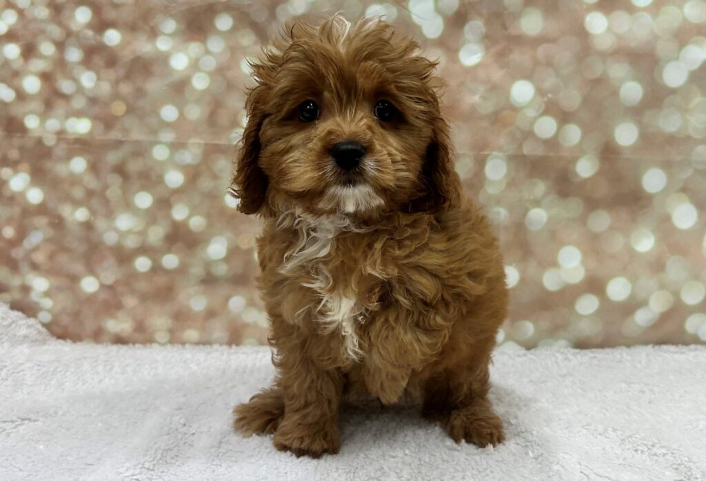 Cavapoo-Dog-Male---Petland Cleveland