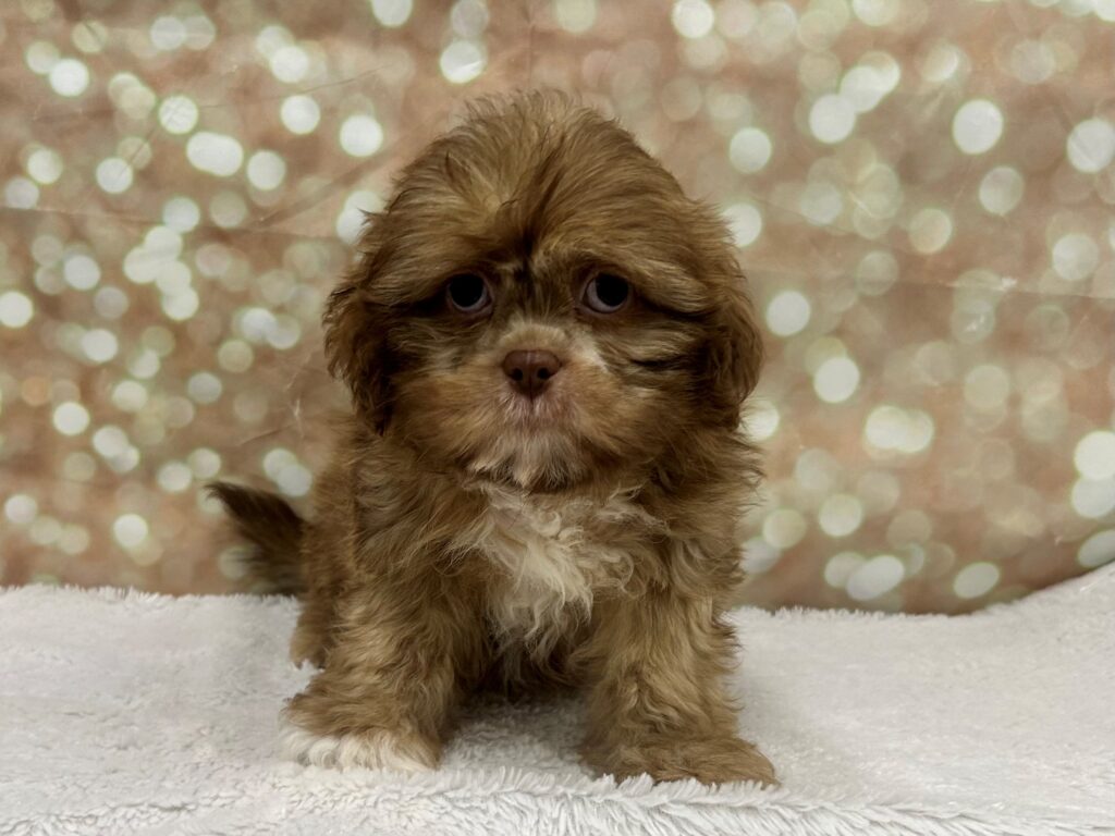 Shih Tzu Dog Male Chocolate 4718 Petland Cleveland