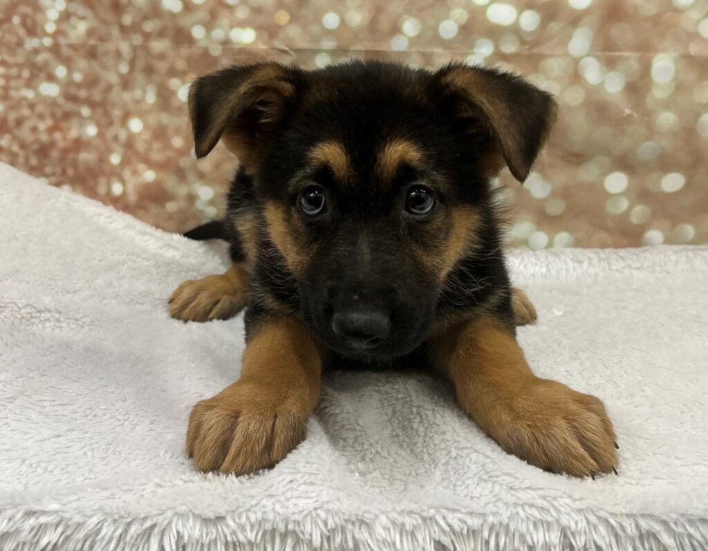 German Shepherd Dog-Dog-Female---Petland Cleveland
