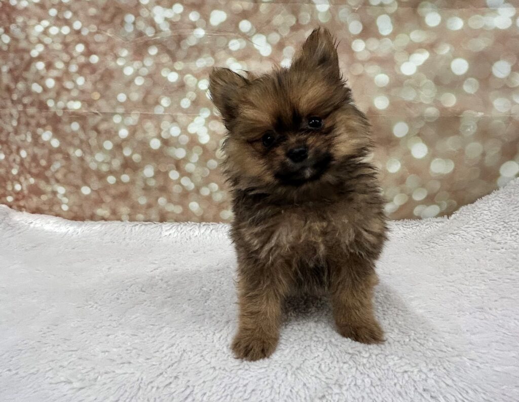 Pomeranian-Dog-Male---Petland Cleveland