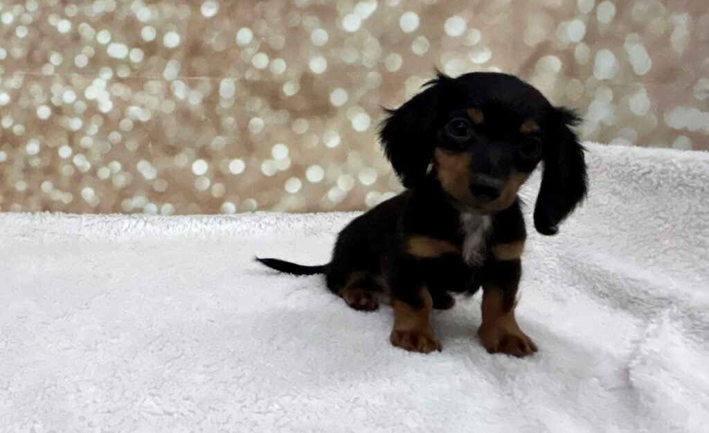 Dachshund Dog Male Black 4724 Petland Cleveland