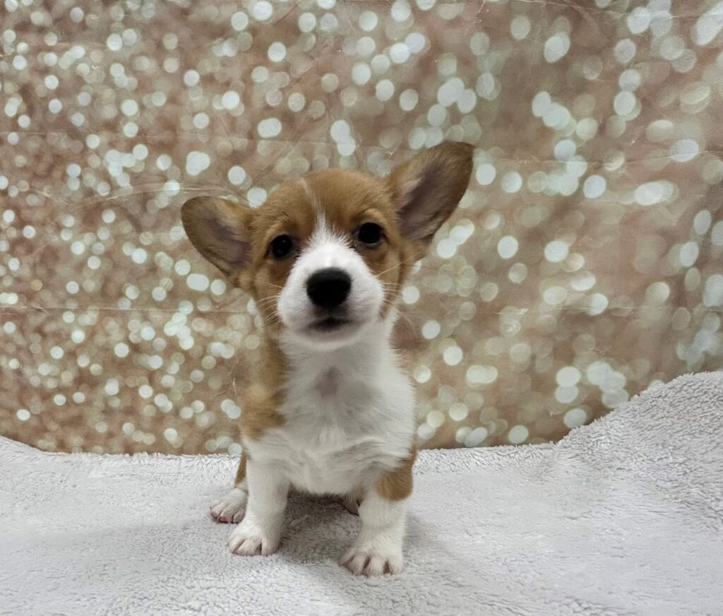 Pembroke Welsh Corgi Dog Female Red / White 4725 Petland Cleveland