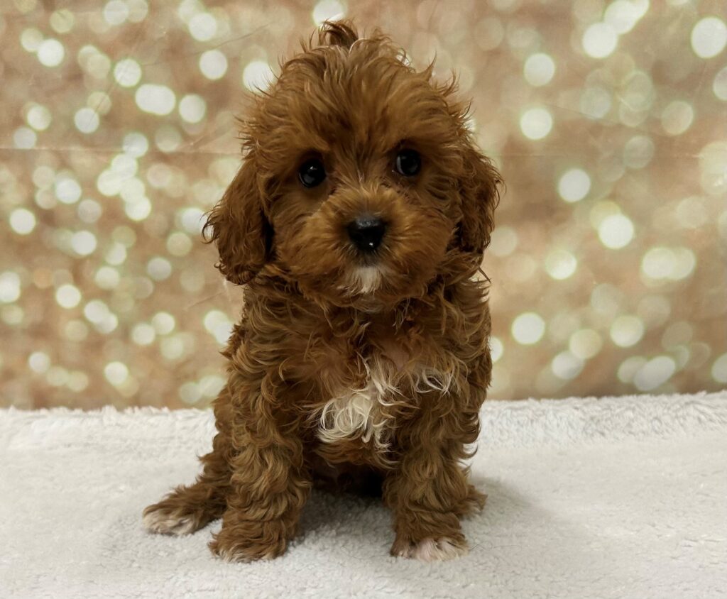 Poodle Mini/Cavalier King Charles Spaniel Dog Male Red 4727 Petland Cleveland