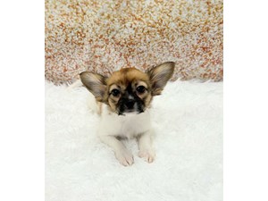 Papillon-Dog-Female---Petland Cleveland