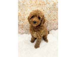 Goldendoodle Mini F1b Dog Female Red 1484 Petland Cleveland
