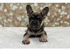 French Bulldog-Dog-Male---Petland Cleveland