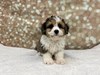 Aussiechon Dog Male Blue Merle 4704 Petland Cleveland