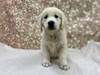 Golden Retriever Dog Male Light Golden 4721 Petland Cleveland