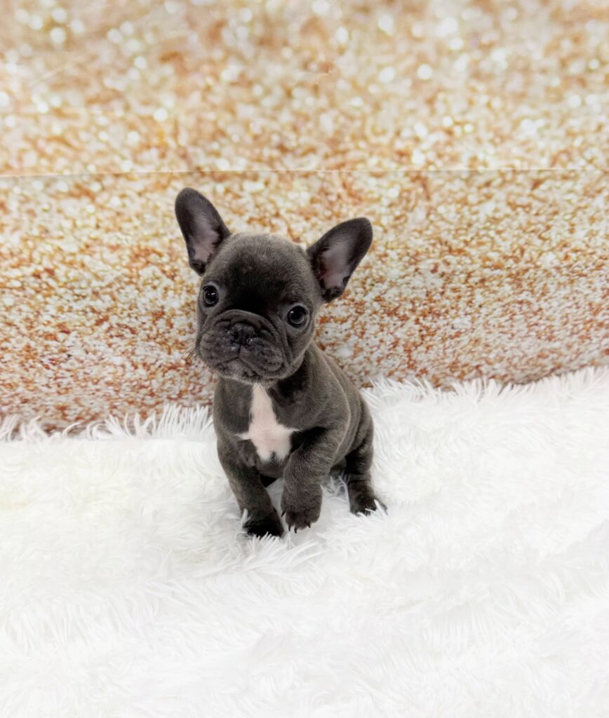 French Bulldog-Dog-Female---Petland Cleveland