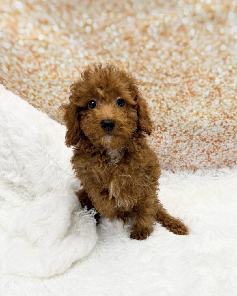 Poodle Mini Dog Male Red 1498 Petland Cleveland