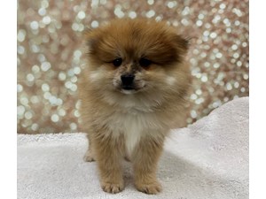Pomeranian-Dog-Male---Petland Cleveland