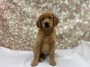 Golden Retriever-Dog-Female---Petland Cleveland