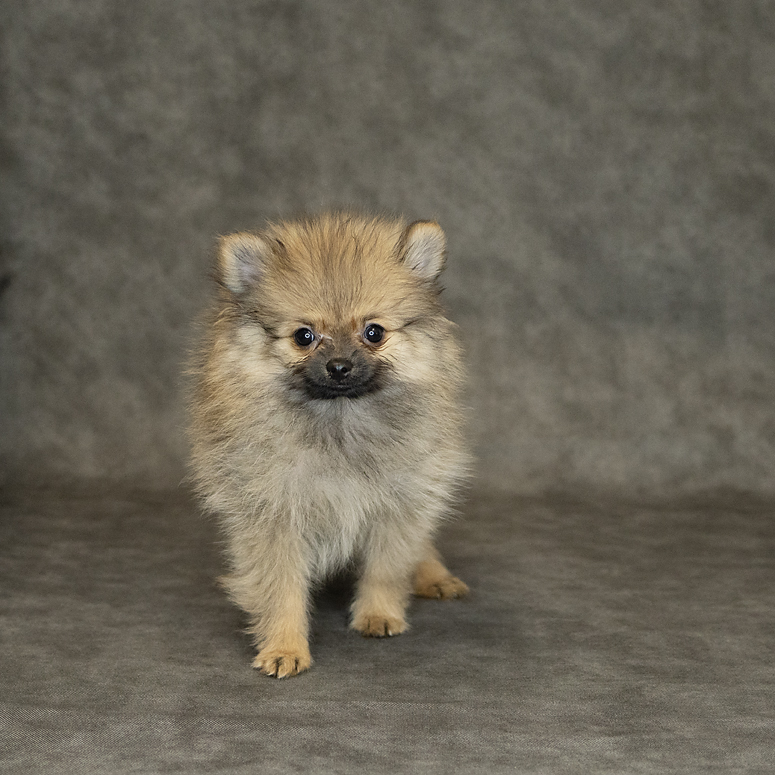 Pomeranian Dog Male Dark Sable 1513 Petland Cleveland