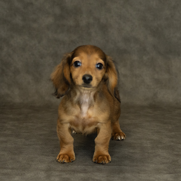 Dachshund Dog Female Chocolate / Tan 1511 Petland Cleveland