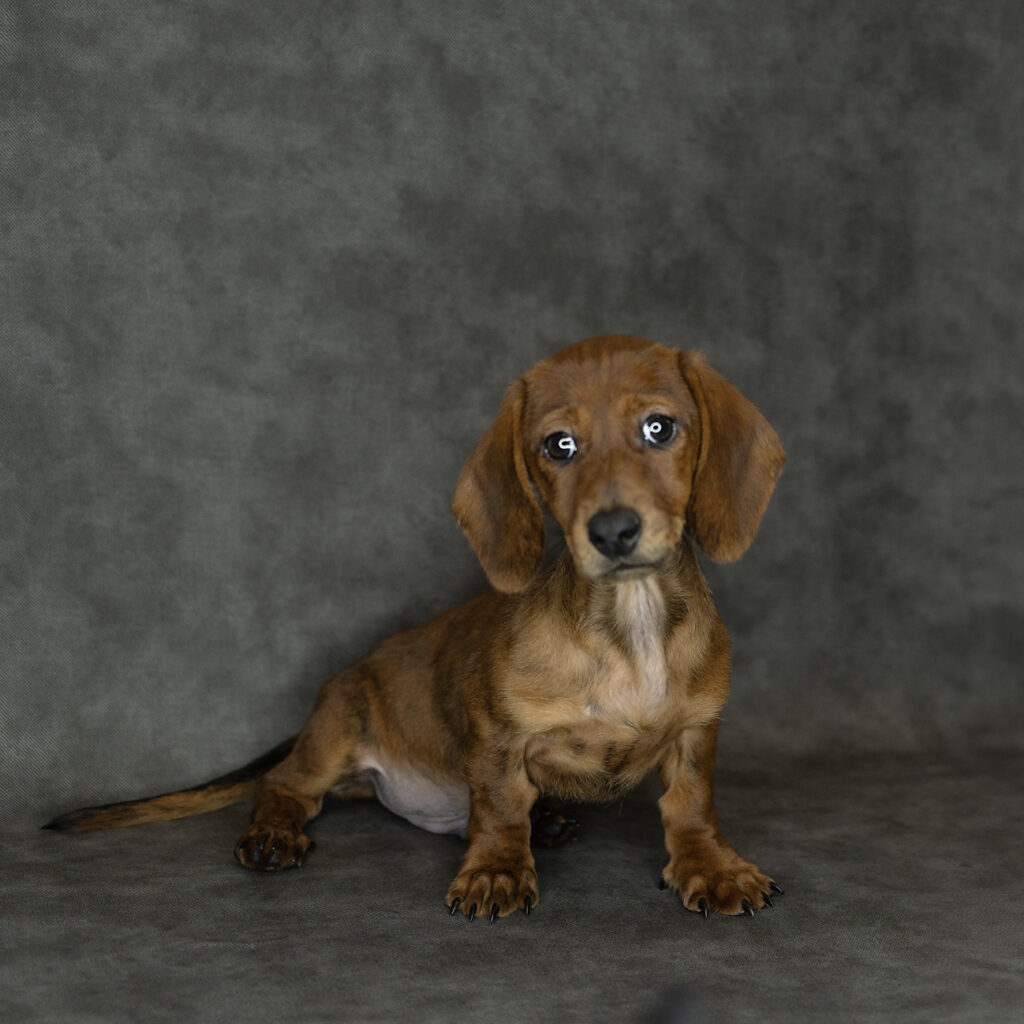 Dachshund Dog Male Brown 4750 Petland Cleveland