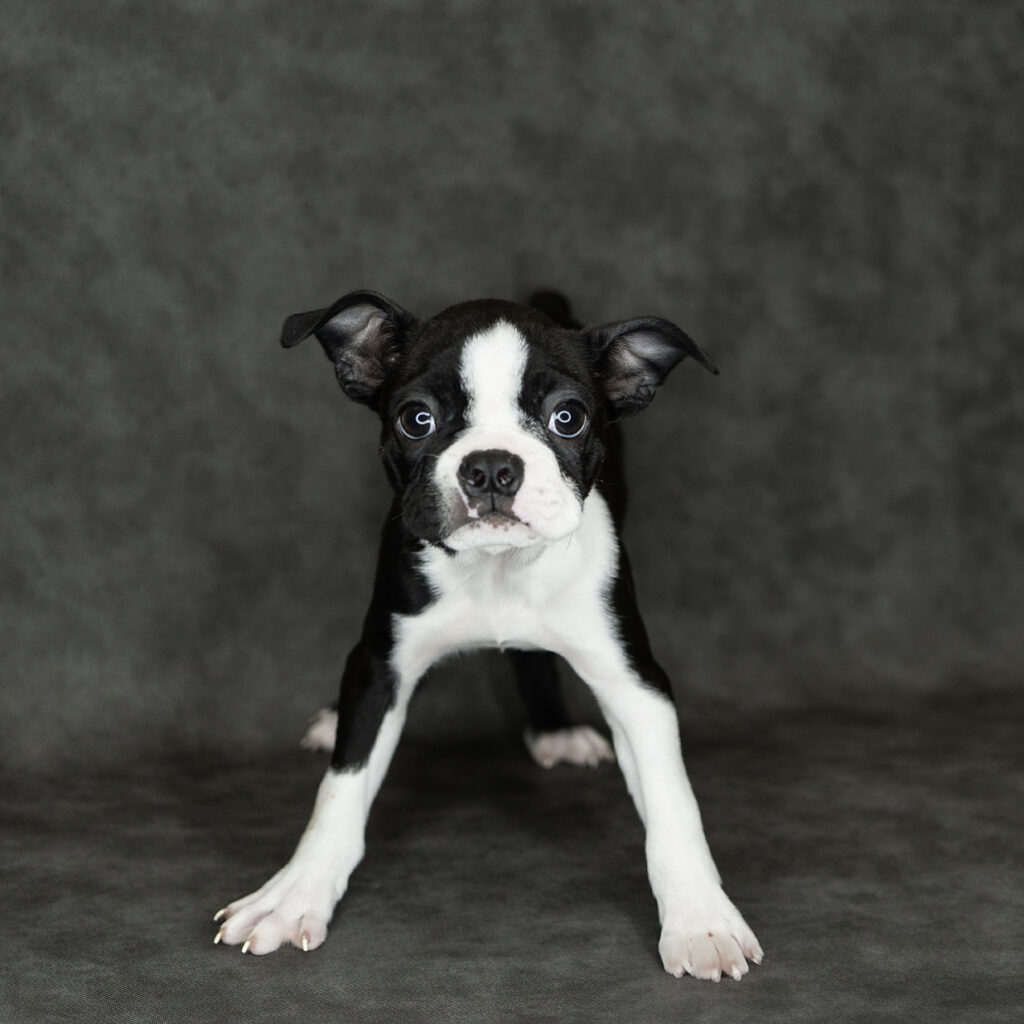 Boston Terrier Dog Female Black / White 4762 Petland Cleveland