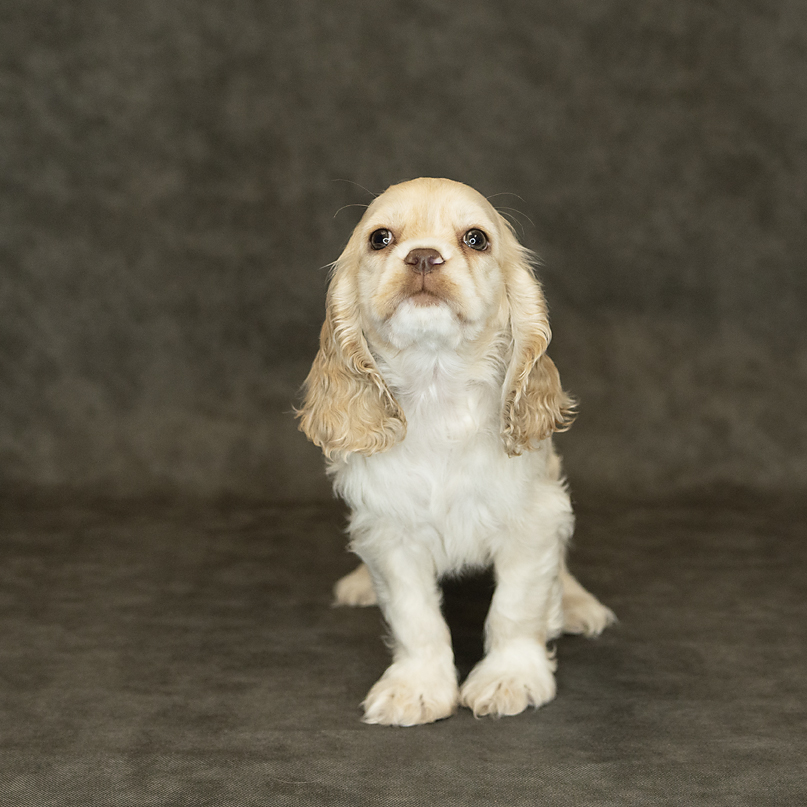 Cocker Spaniel Dog Female Buff 1546 Petland Cleveland