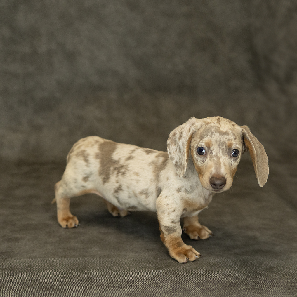 Dachshund Dog Male Isabella 1542 Petland Cleveland
