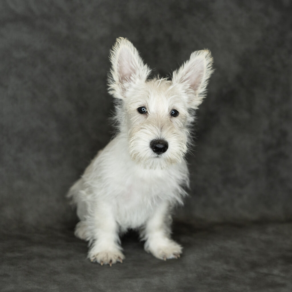 Scottish Terrier Dog Female White 4746 Petland Cleveland