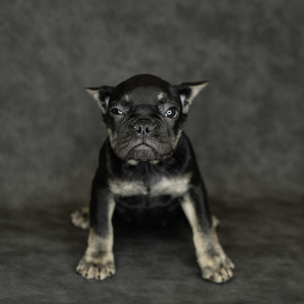 French Bulldog Dog Female Black / Tan 4735 Petland Cleveland