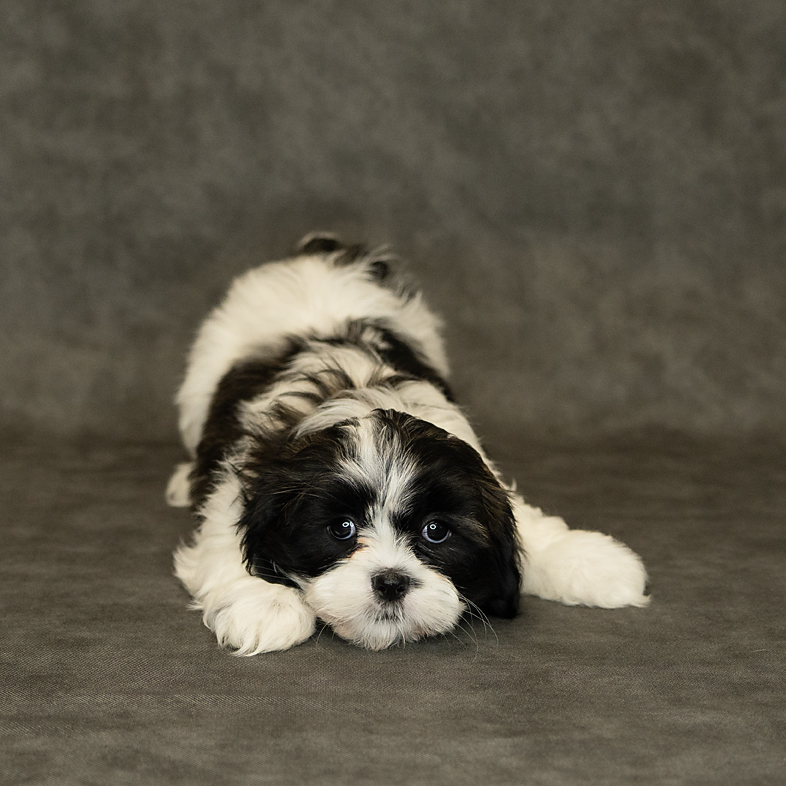 Shih Tzu Dog Female Brindle / White 1547 Petland Cleveland