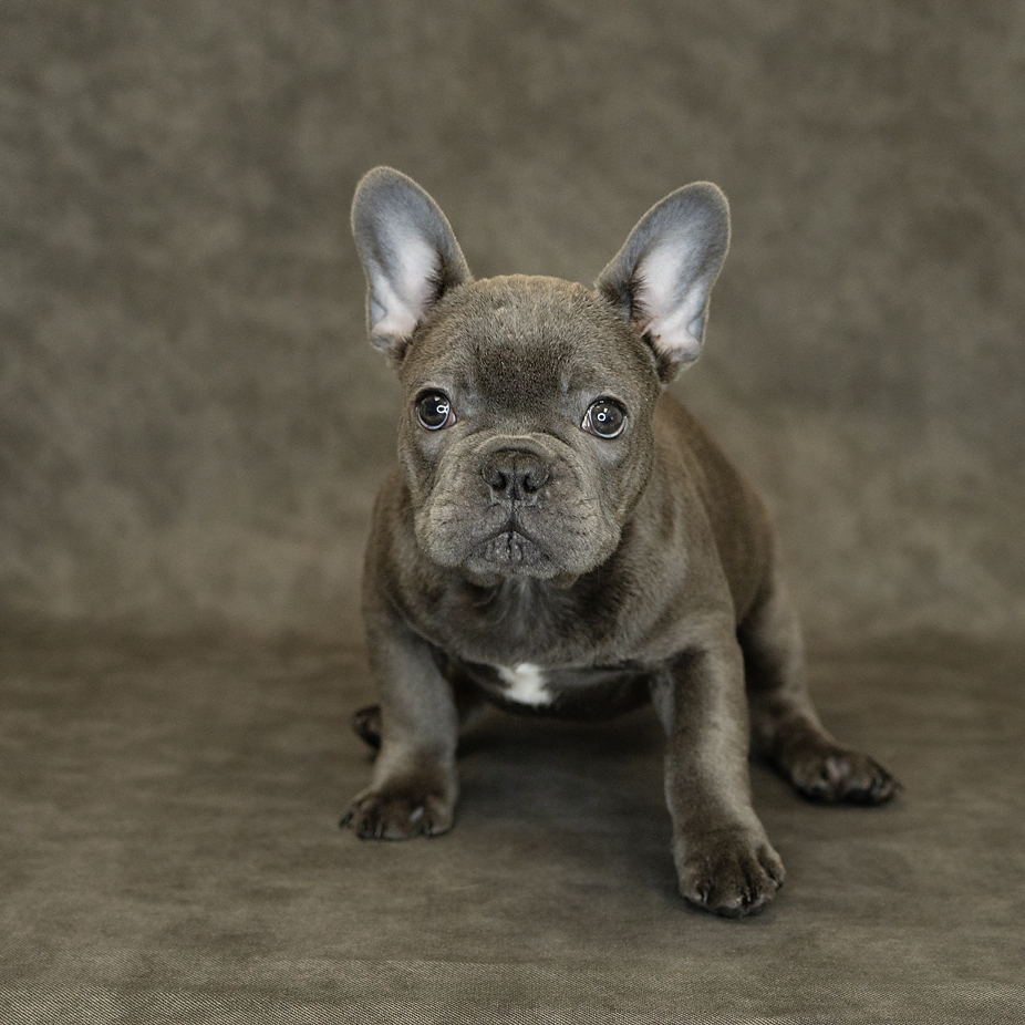 French Bulldog Dog Male Blue 1520 Petland Cleveland