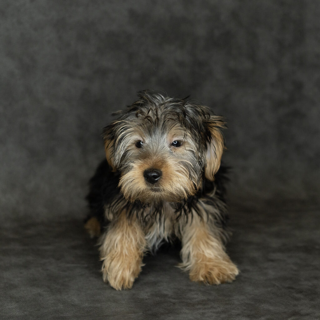 Yorkshire Terrier Dog Male Black / Tan 4726 Petland Cleveland