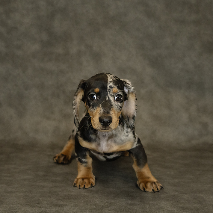Dachshund Dog Male Blue Merle 1514 Petland Cleveland