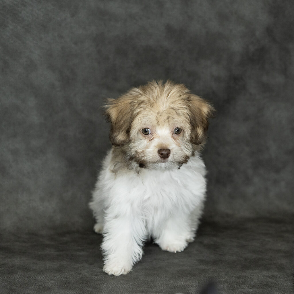 Havanese Dog Female Brown Parti 4780 Petland Cleveland