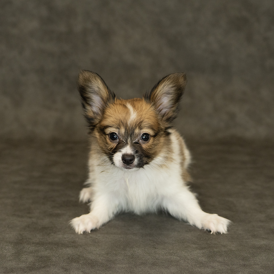 Papillon Dog Male Sable / White 1545 Petland Cleveland