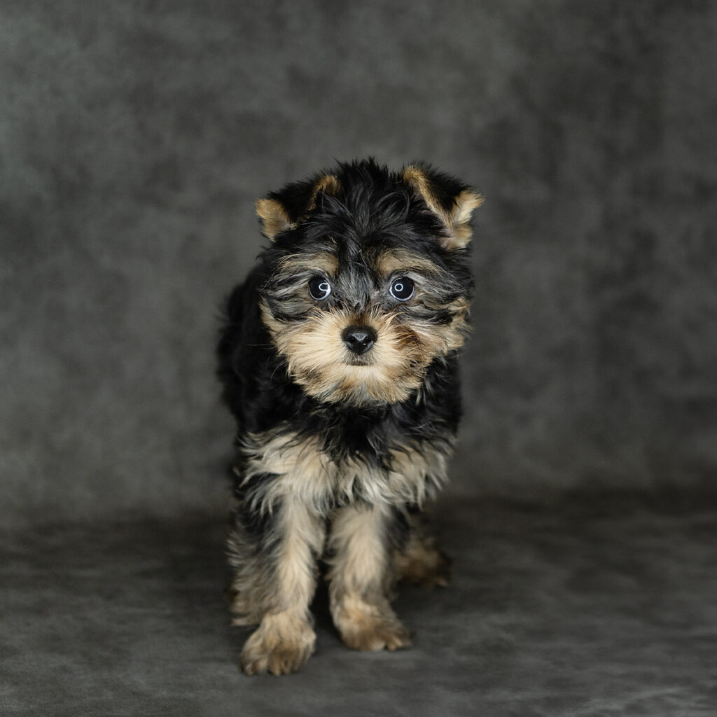 Yorkshire Terrier Dog Male Black / Tan 4770 Petland Cleveland