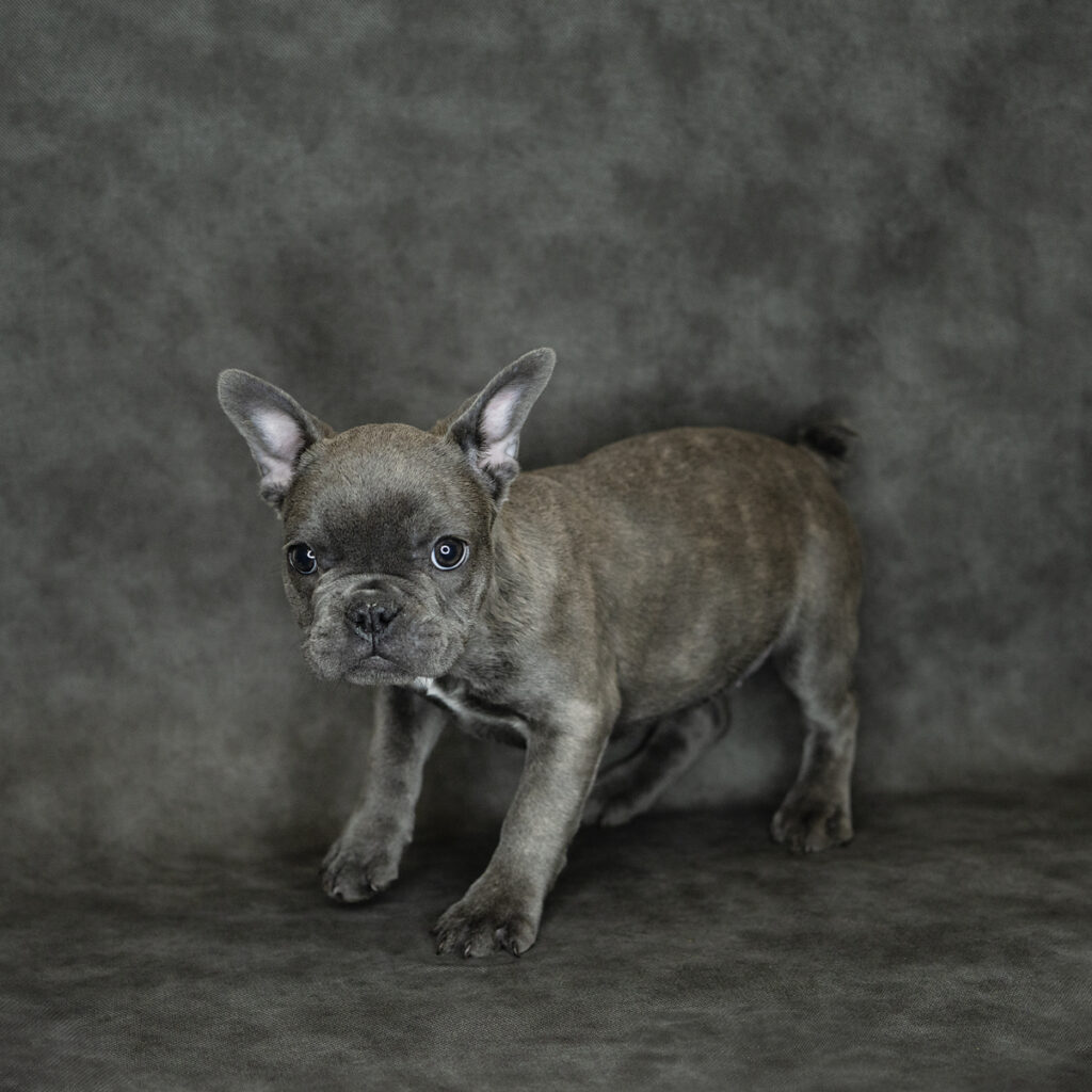 French Bulldog Dog Female Blue 4755 Petland Cleveland