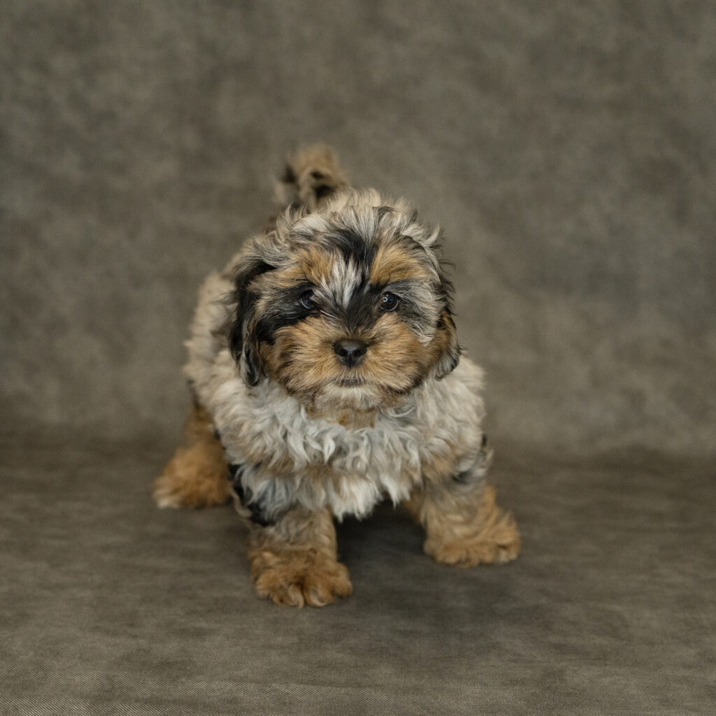 Lhasapoo Dog Male Blue Merle 1540 Petland Cleveland