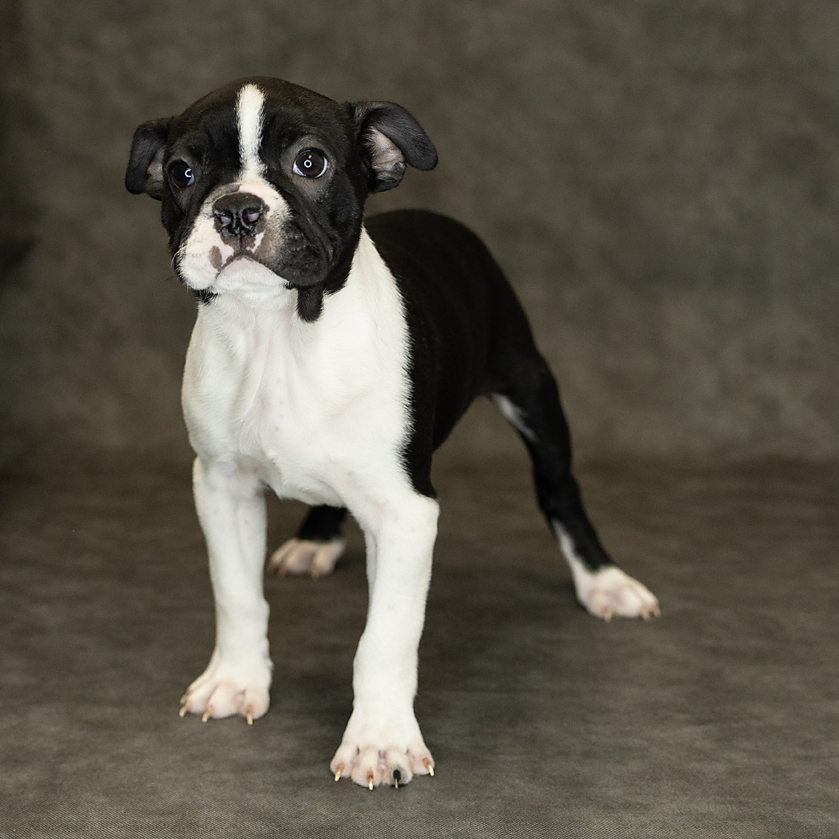 Boston Terrier Dog Male Black / White 1524 Petland Cleveland