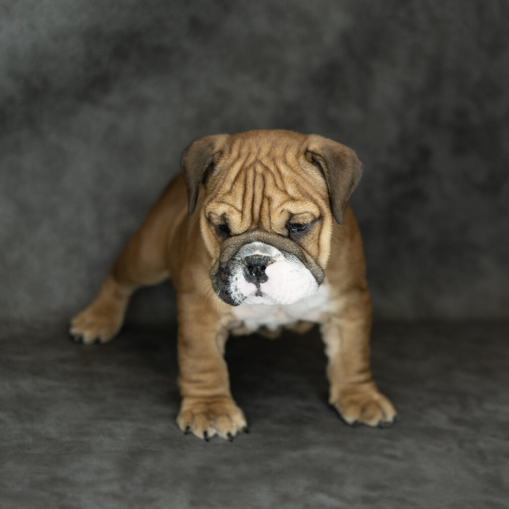 English Bulldog Dog Male Red / White 4781 Petland Cleveland