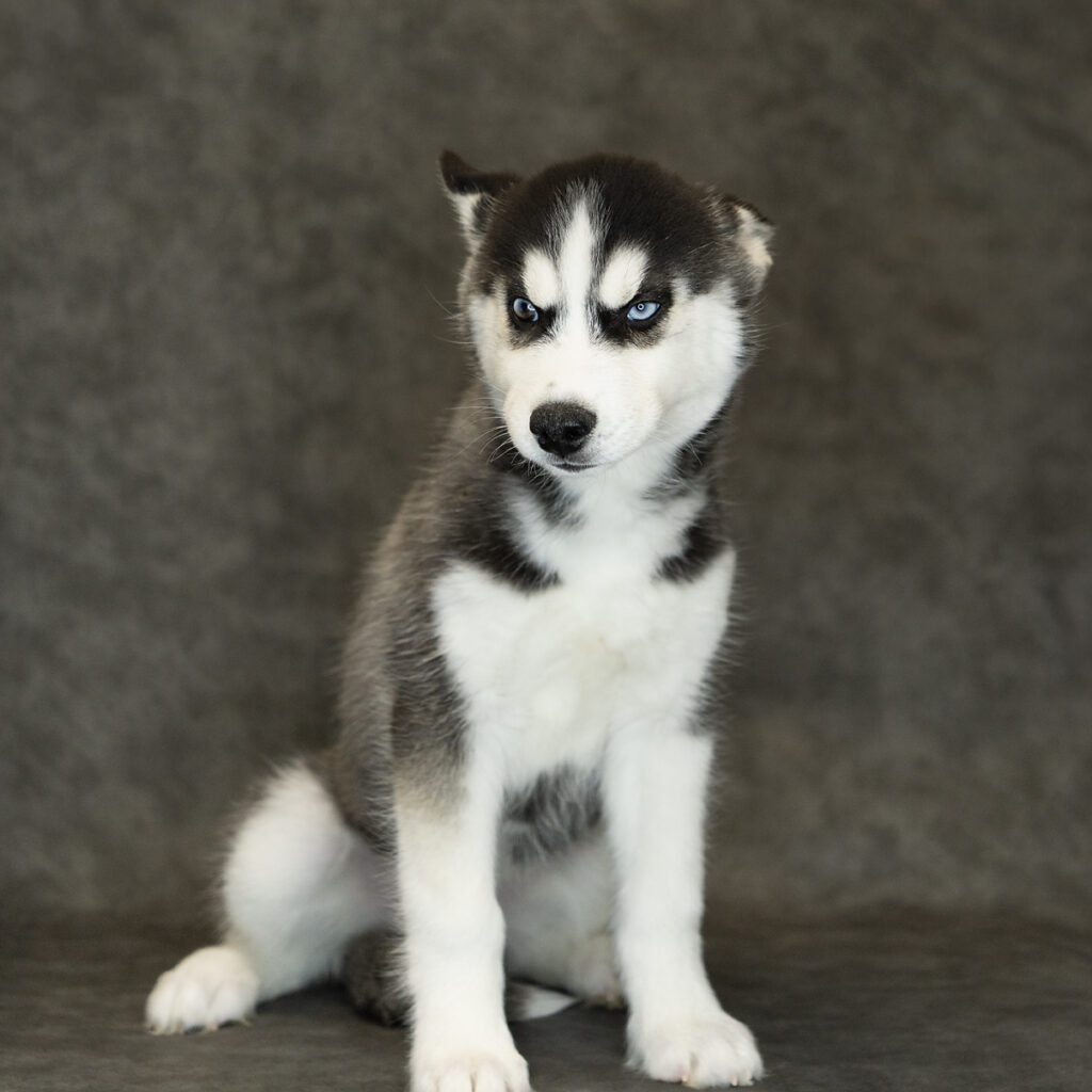 Siberian Husky Dog Male Black / White 1531 Petland Cleveland