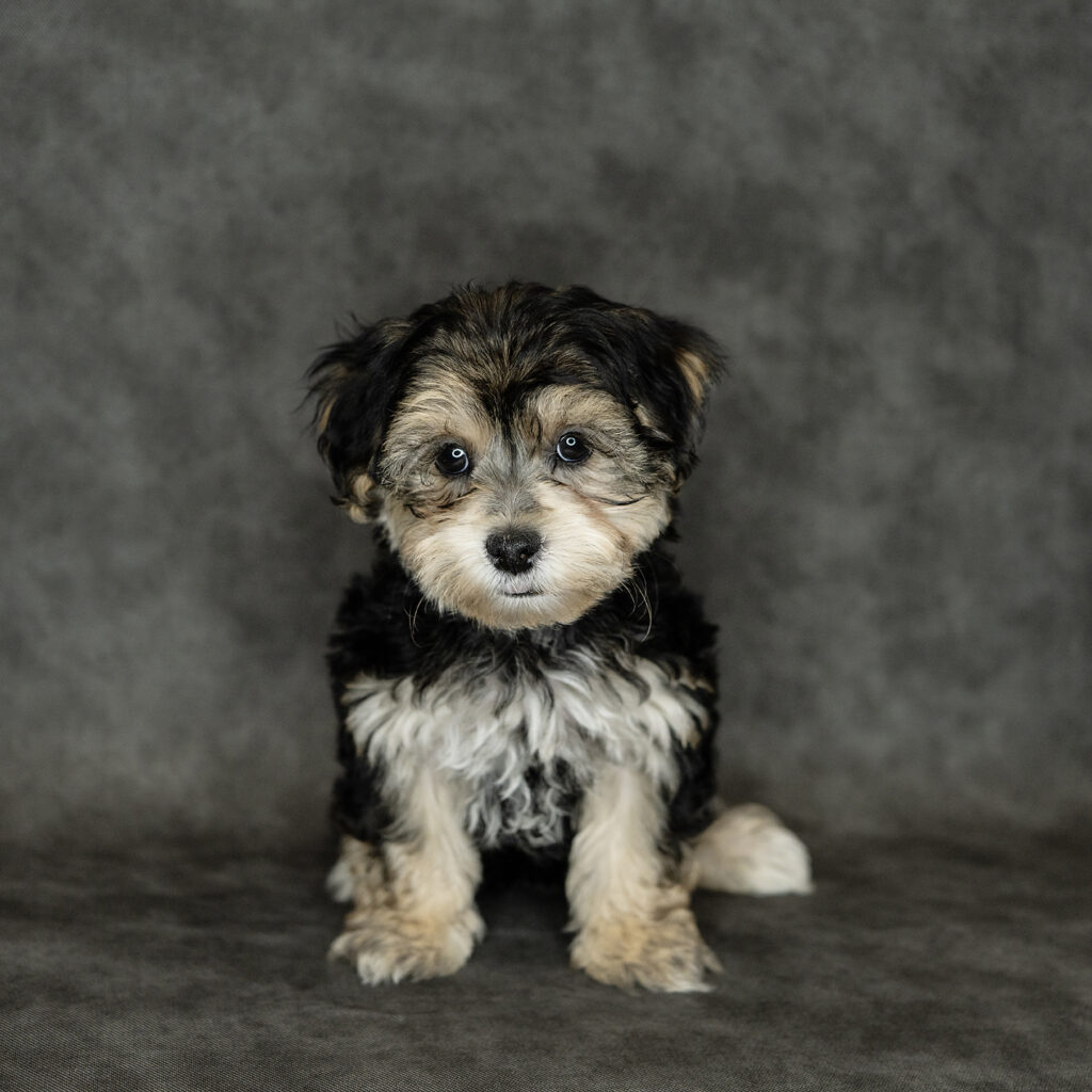 Yochon Dog Male Black / Tan 4774 Petland Cleveland